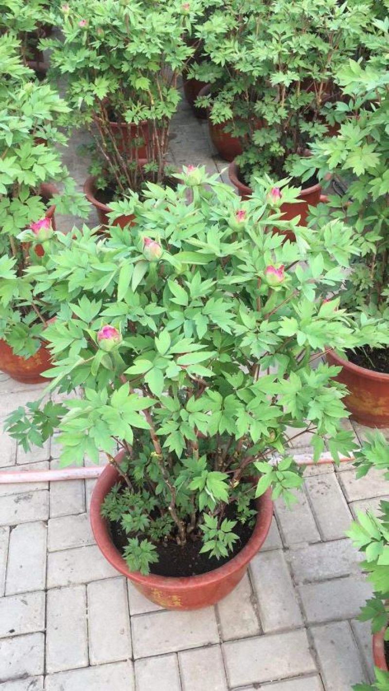 富贵牡丹春节开花，花期一个月，常年供应工程牡丹苗，牡丹园