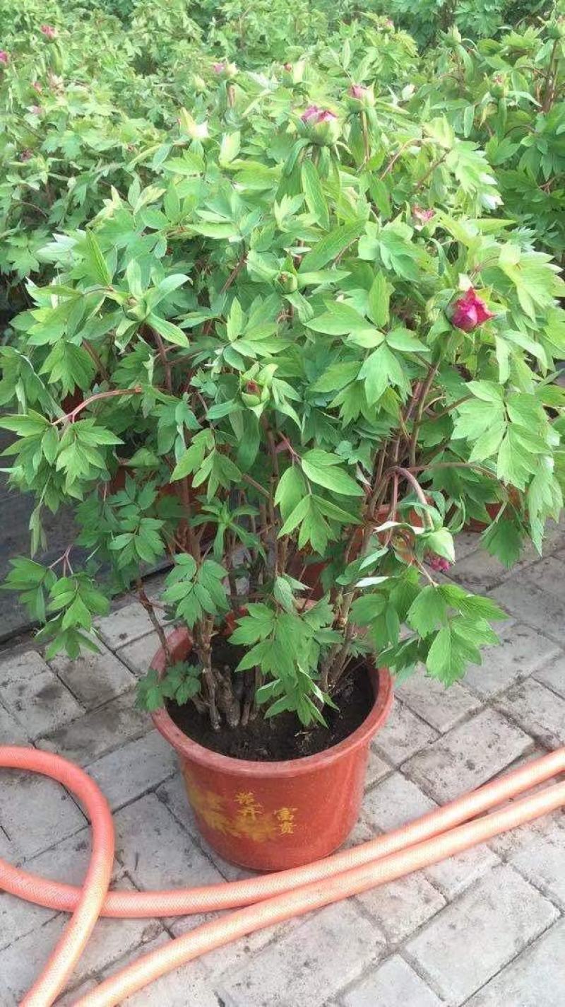 富贵牡丹春节开花，花期一个月，常年供应工程牡丹苗，牡丹园