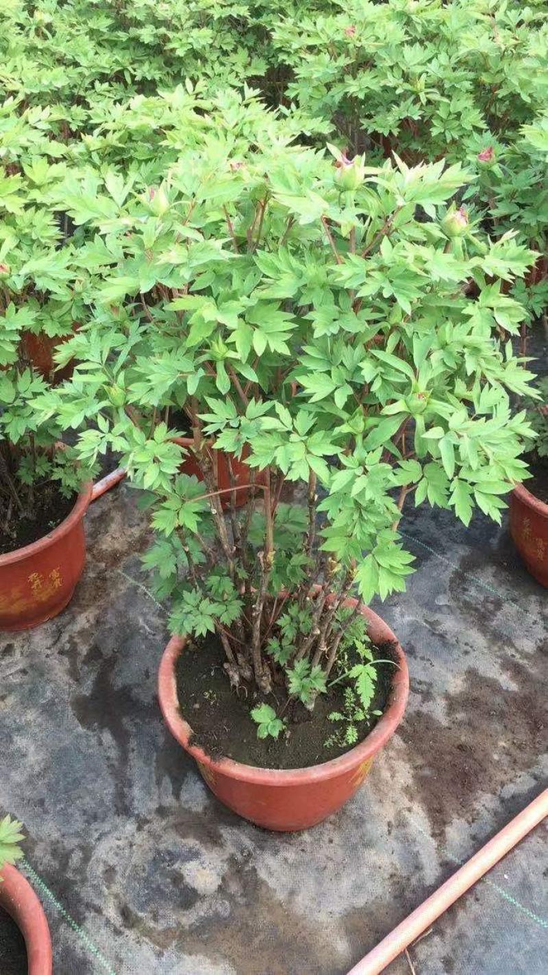 富贵牡丹春节开花，花期一个月，常年供应工程牡丹苗，牡丹园