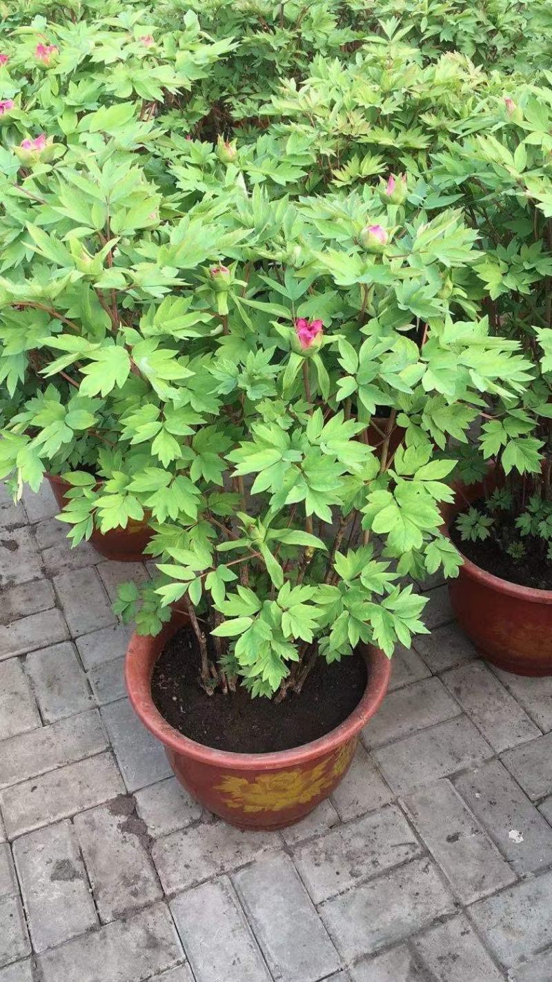 富贵牡丹春节开花，花期一个月，常年供应工程牡丹苗，牡丹园