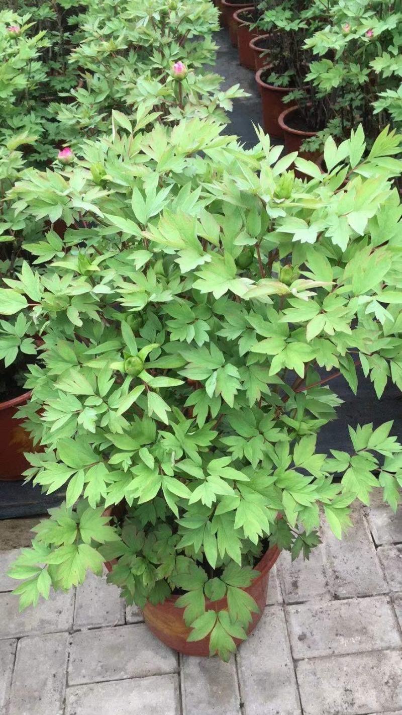 富贵牡丹春节开花，花期一个月，常年供应工程牡丹苗，牡丹园