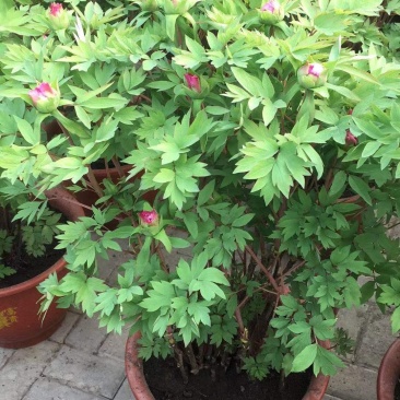 富贵牡丹春节开花，花期一个月，常年供应工程牡丹苗，牡丹园