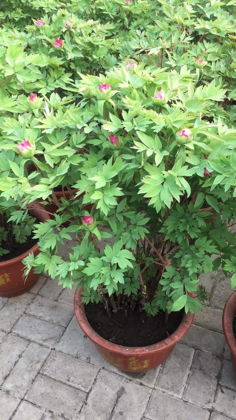 富贵牡丹春节开花，花期一个月，常年供应工程牡丹苗，牡丹园