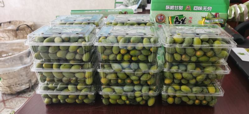 大量甜橄榄，香橄榄等零售批发，自家果园直供，量大优惠