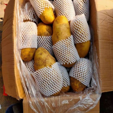 精品黄心土豆，欢迎订购