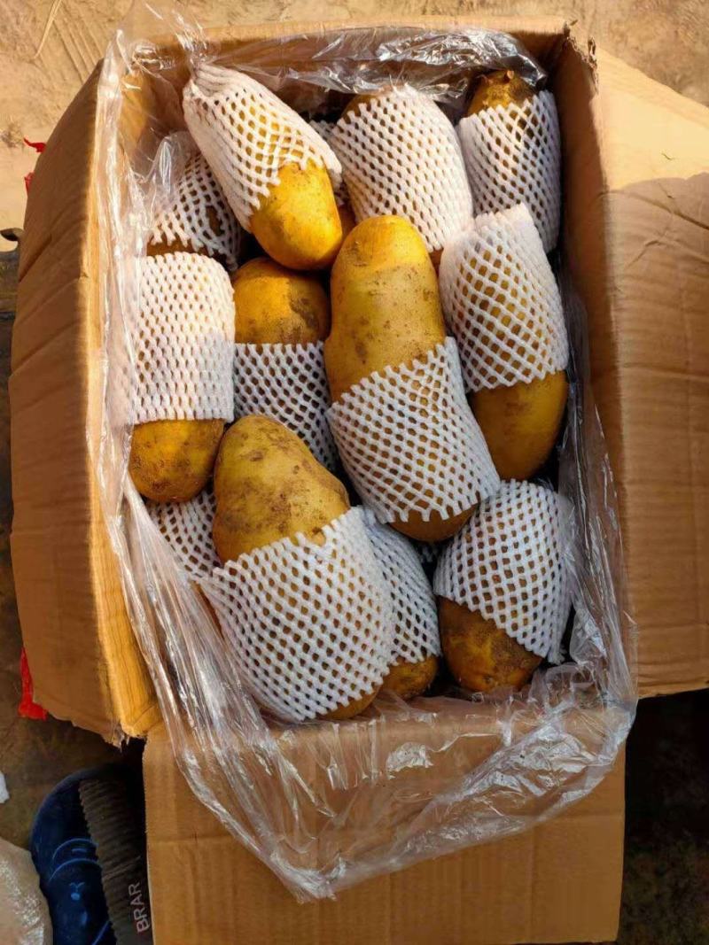 精品黄心土豆，欢迎订购