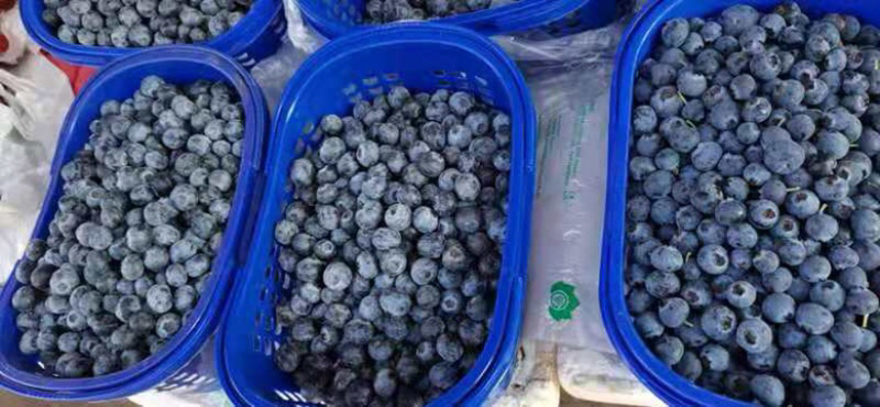 云南省红河哈尼族彝族自治州石屏县高山生态蓝莓