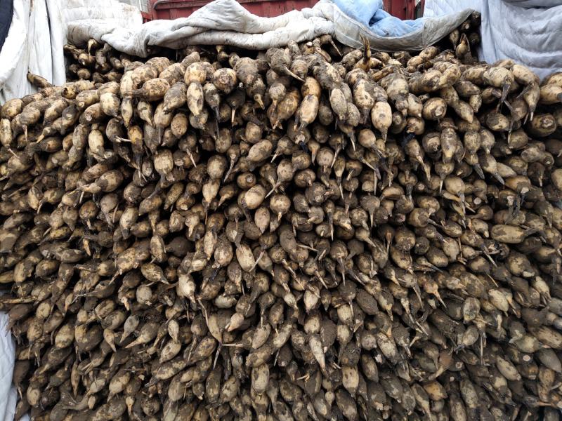 菏泽曹县魏湾镇万亩荷塘大量出售莲藕大量出