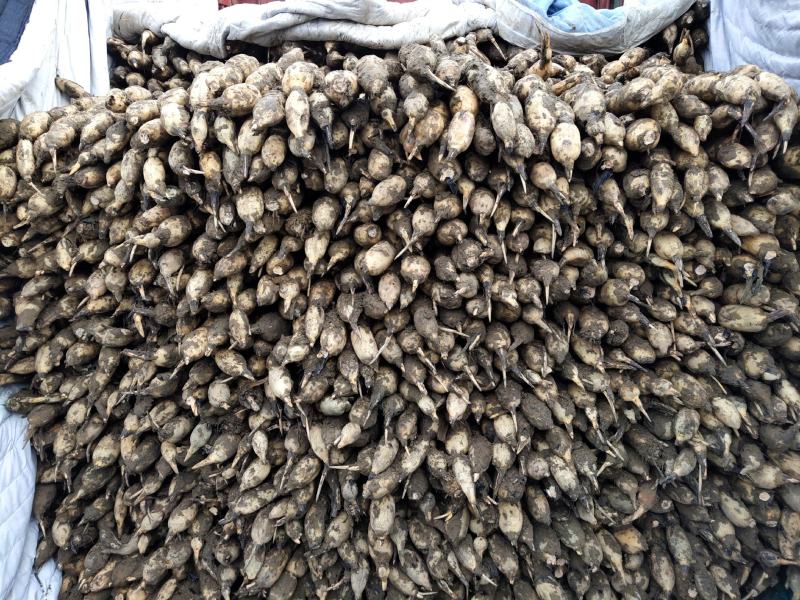 菏泽曹县魏湾镇万亩荷塘大量出售莲藕大量出