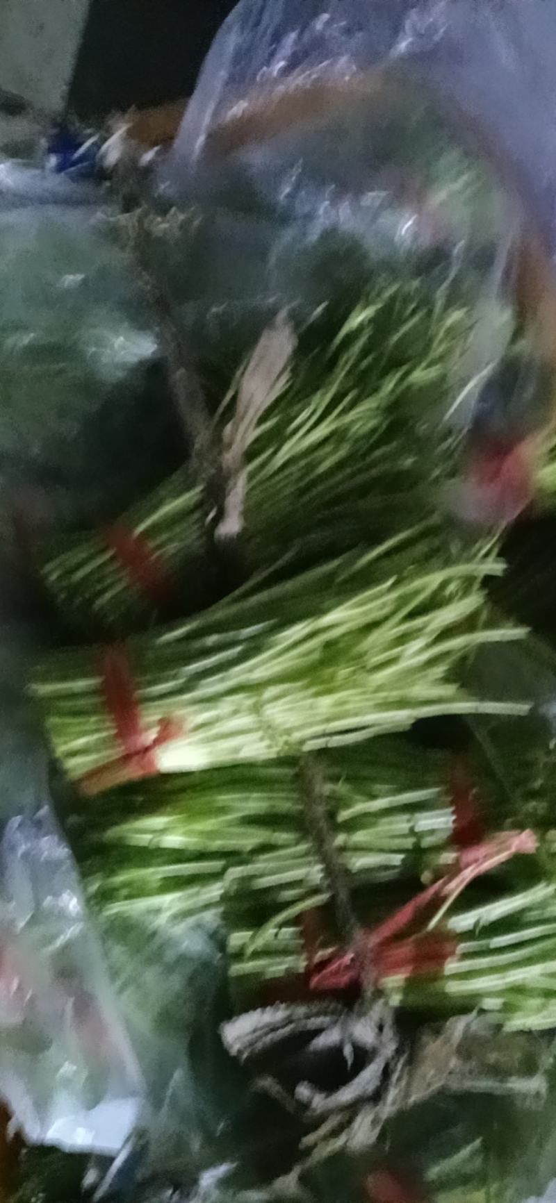 湖北省孝感市云梦县芦蒿专售