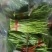 湖北省孝感市云梦县芦蒿专售