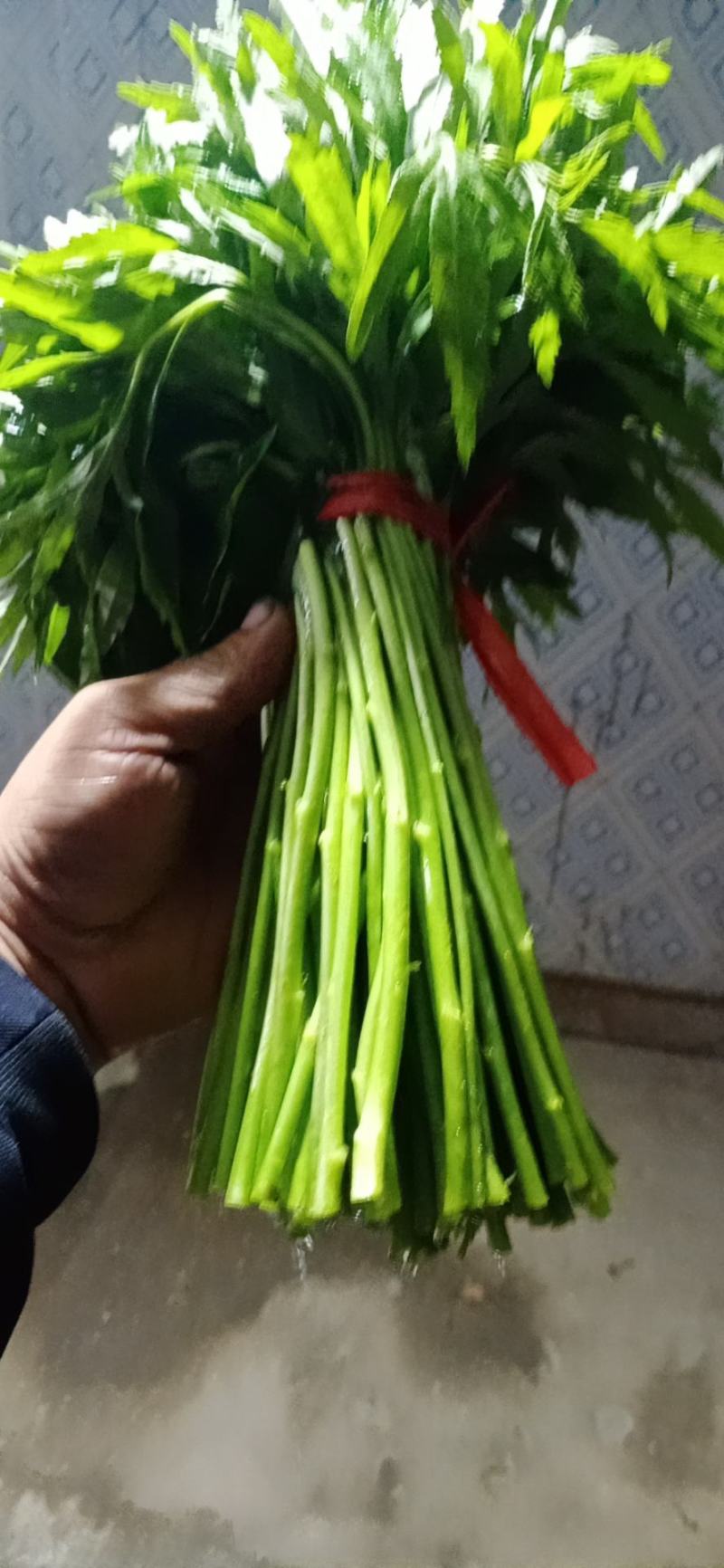 湖北省孝感市云梦县芦蒿专售