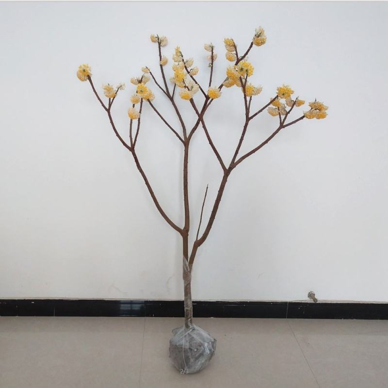 庭院植物结香苗结香花苗结香大小苗金腰袋打结花梦冬花浓香树