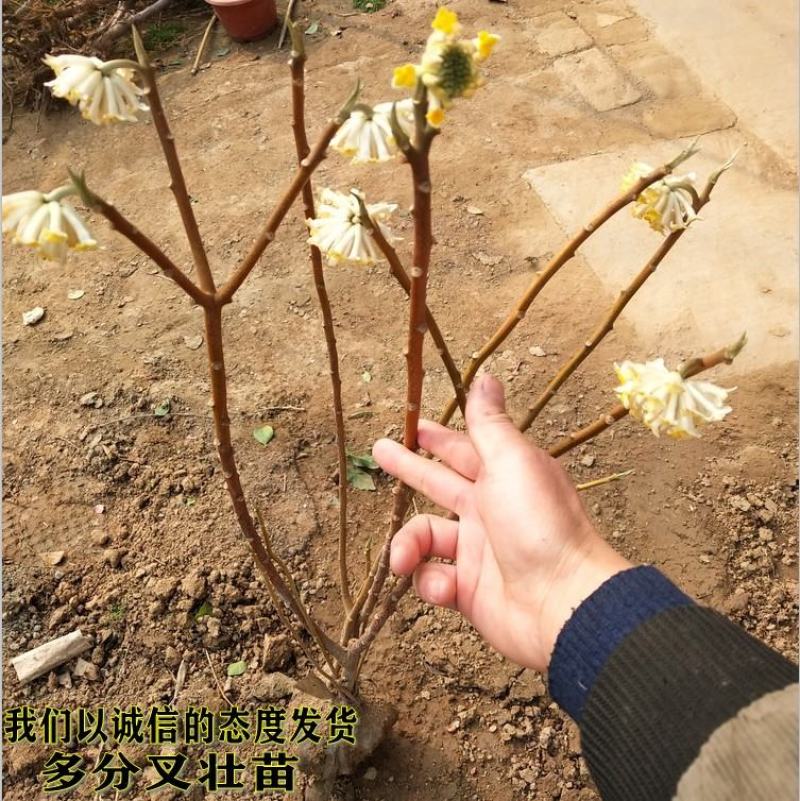 庭院植物结香苗结香花苗结香大小苗金腰袋打结花梦冬花浓香树