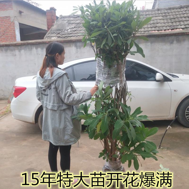 庭院植物结香苗结香花苗结香大小苗金腰袋打结花梦冬花浓香树