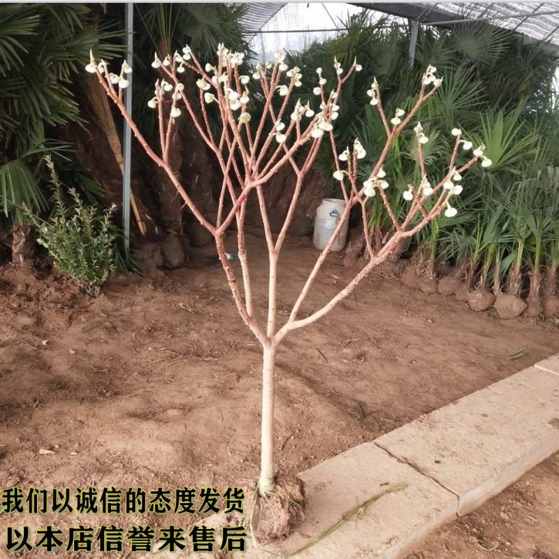 庭院植物结香苗结香花苗结香大小苗金腰袋打结花梦冬花浓香树