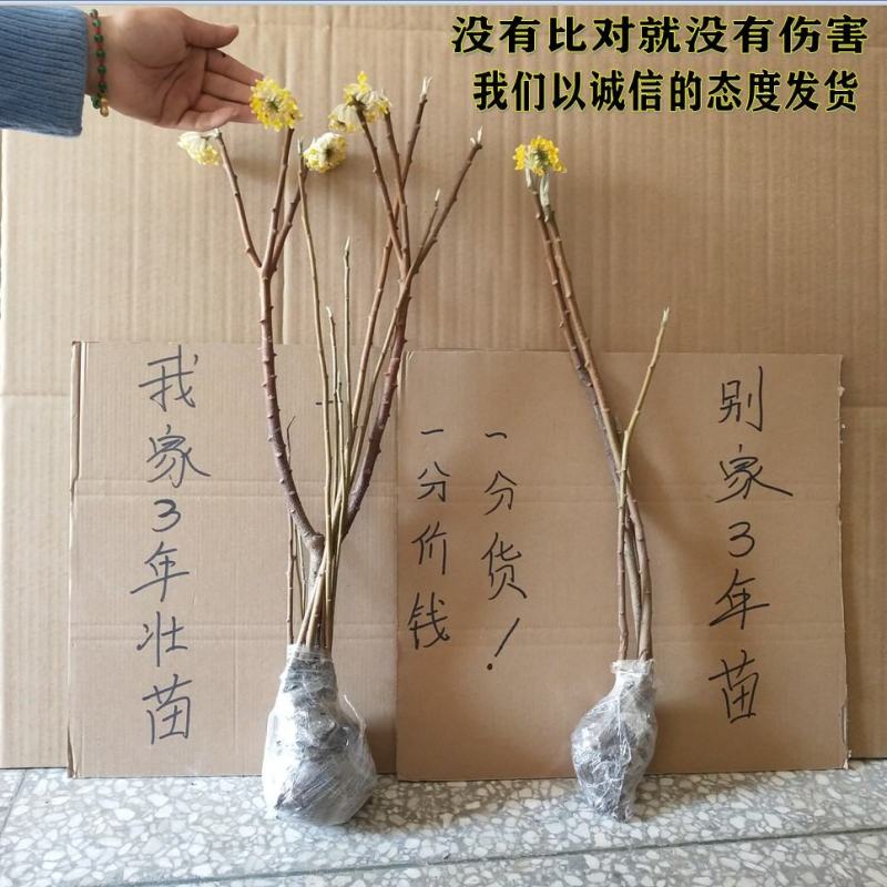 庭院植物结香苗结香花苗结香大小苗金腰袋打结花梦冬花浓香树