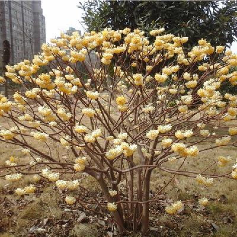 庭院植物结香苗结香花苗结香大小苗金腰袋打结花梦冬花浓香树