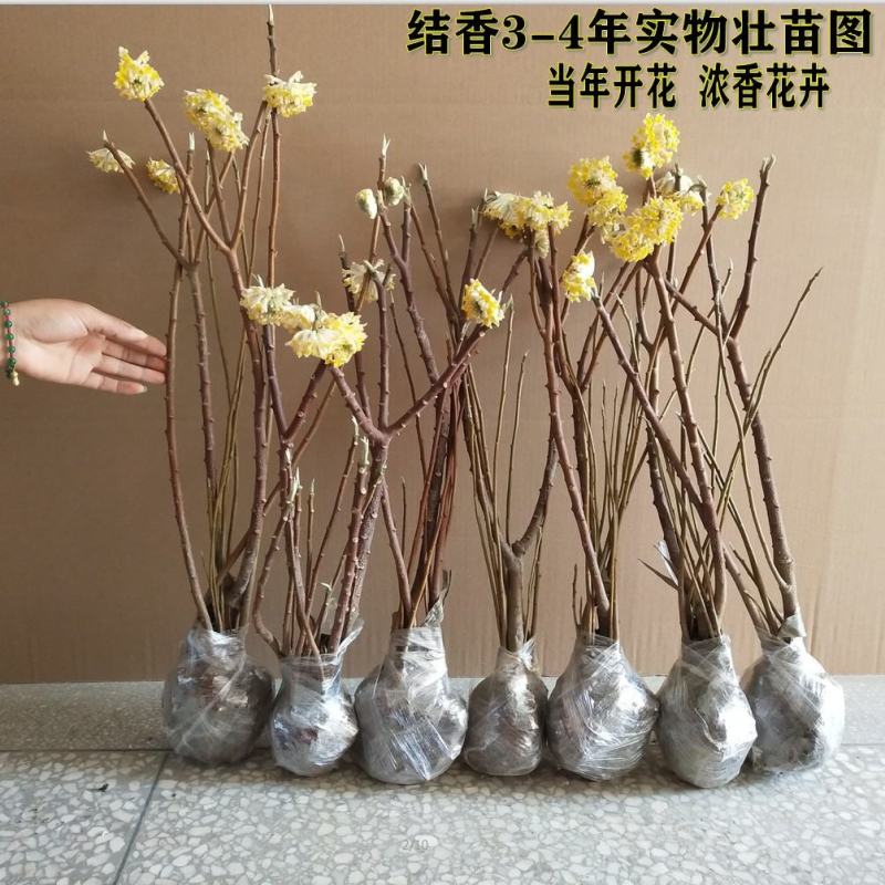 庭院植物结香苗结香花苗结香大小苗金腰袋打结花梦冬花浓香树