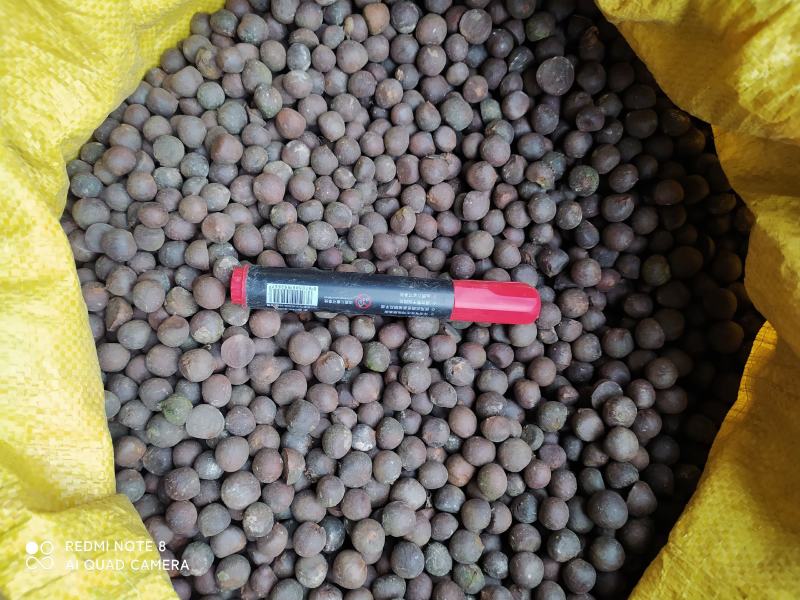 贵州铜仁绿茶茶叶种子易种植发芽率高产量高产地直发茶叶果。