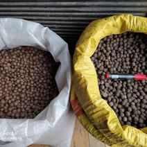 贵州铜仁绿茶茶叶种子易种植发芽率高产量高产地直发茶叶果。