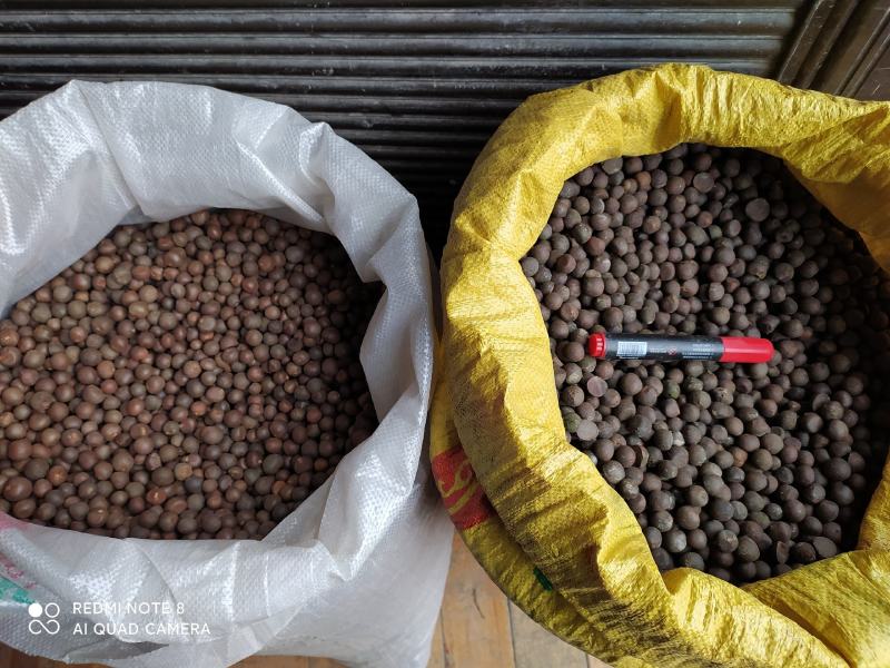 贵州铜仁绿茶茶叶种子易种植发芽率高产量高产地直发茶叶果。