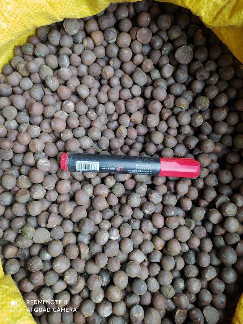 贵州铜仁绿茶茶叶种子易种植发芽率高产量高产地直发茶叶果。
