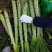 云南高原莴笋莴苣(光杆)大量上无空心无裂口无开花