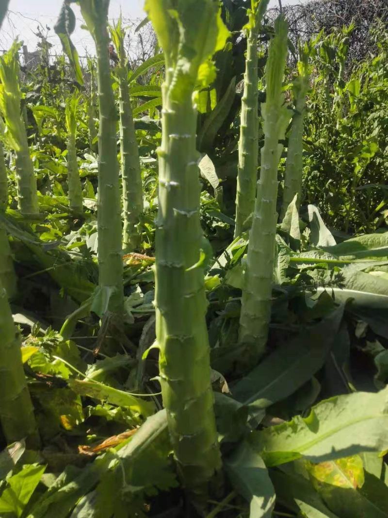 云南高原莴笋莴苣(光杆)大量上无空心无裂口无开花