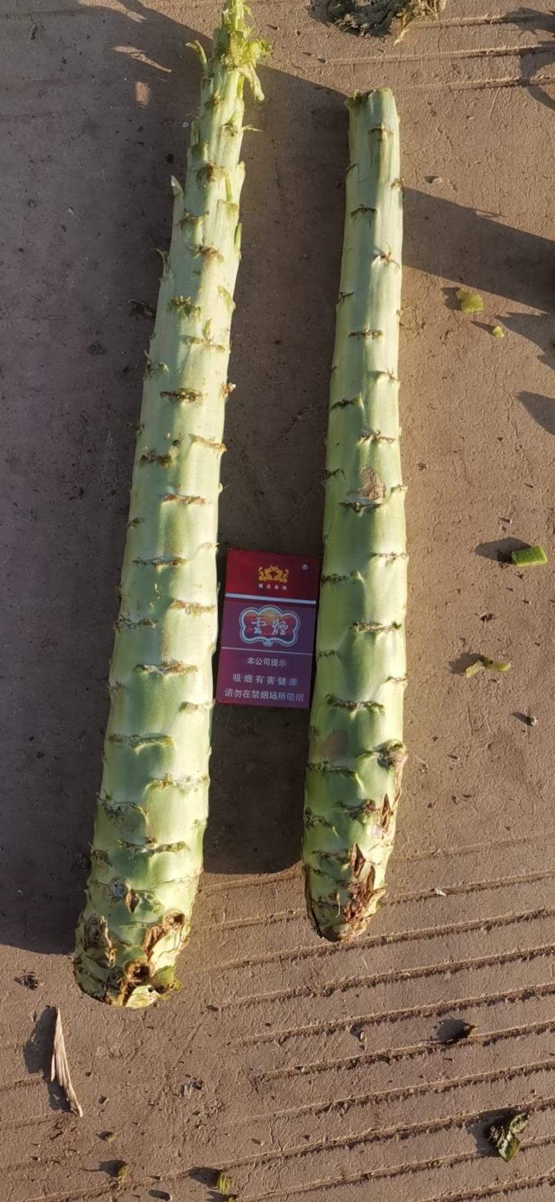 云南高原莴笋莴苣(光杆)大量上无空心无裂口无开花