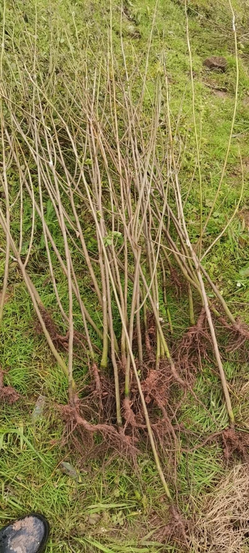 双荚槐（黄花槐）开金黄色花，适合造林公园高速公路两旁种植