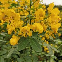 双荚槐（黄花槐）开金黄色花，适合造林公园高速公路两旁种植