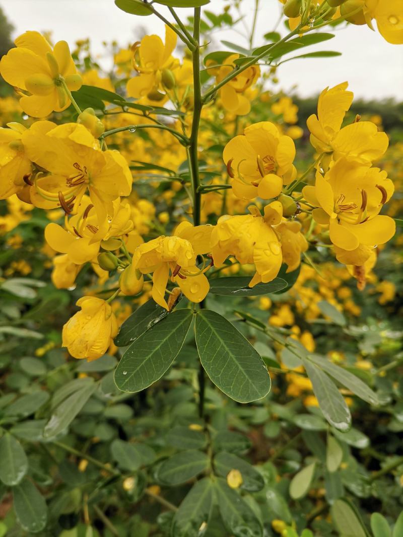 双荚槐（黄花槐）开金黄色花，适合造林公园高速公路两旁种植