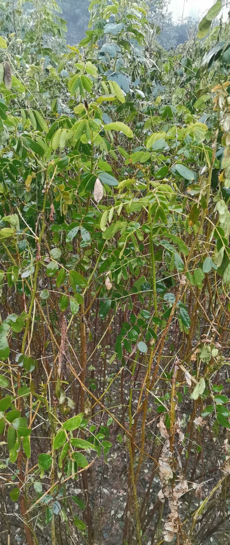 双荚槐（黄花槐）开金黄色花，适合造林公园高速公路两旁种植