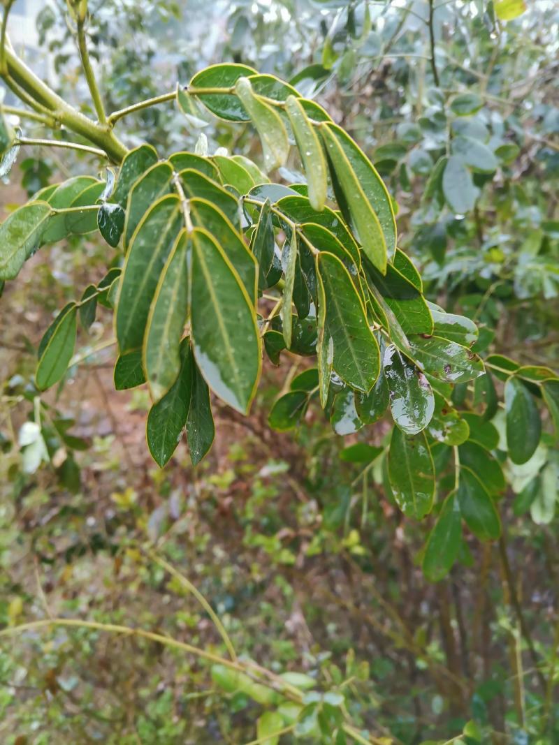 双荚槐（黄花槐）开金黄色花，适合造林公园高速公路两旁种植