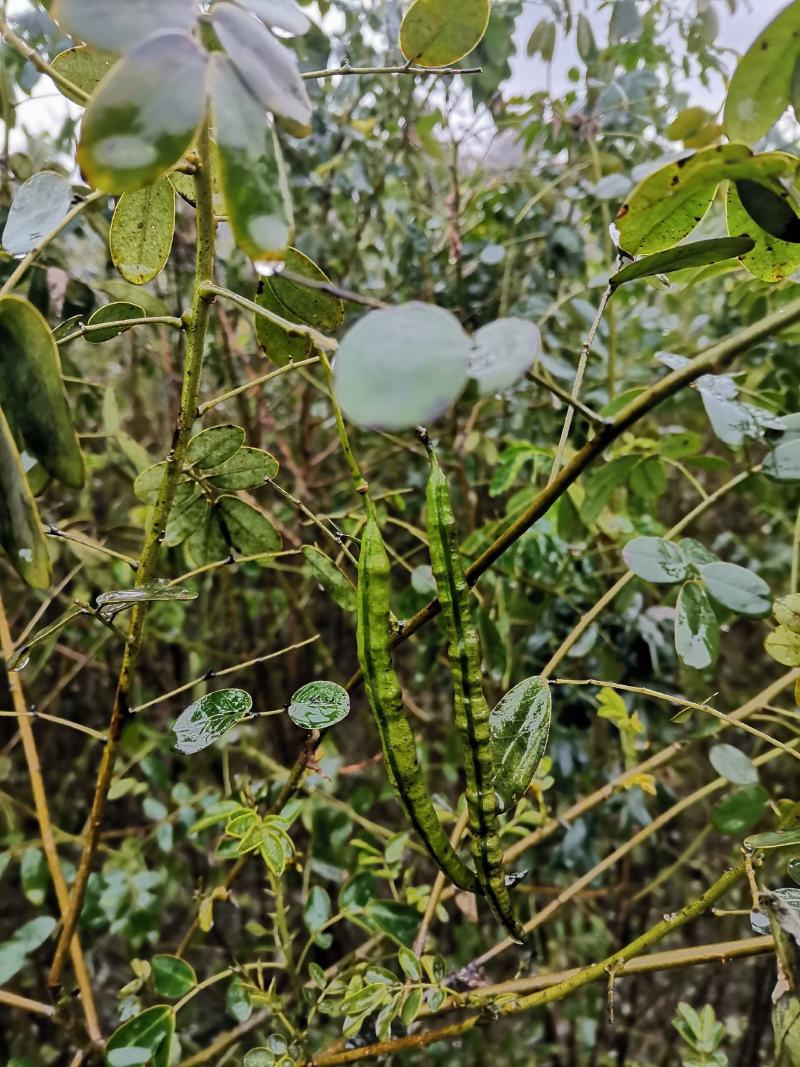 双荚槐（黄花槐）开金黄色花，适合造林公园高速公路两旁种植