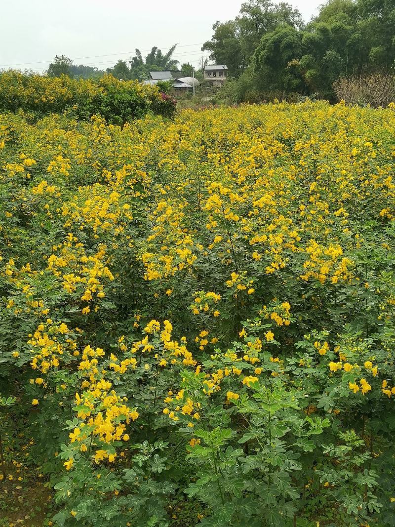 双荚槐（黄花槐）开金黄色花，适合造林公园高速公路两旁种植