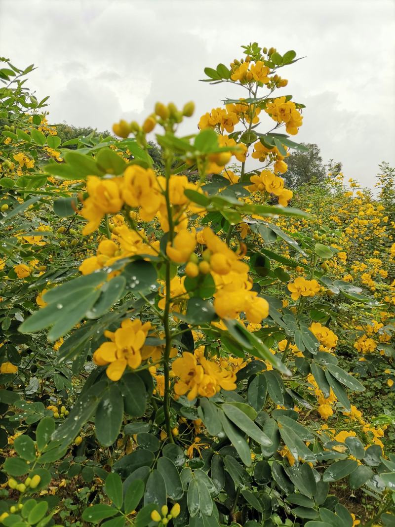 双荚槐（黄花槐）开金黄色花，适合造林公园高速公路两旁种植