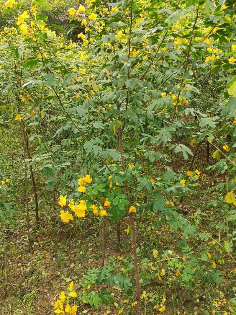 双荚槐（黄花槐）开金黄色花，适合造林公园高速公路两旁种植