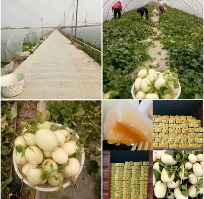 精品东方蜜1号浙江台州甜瓜散装统一打包代发对接市场商超