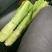 四川绵阳棒菜。圆叶棒菜。花叶棒菜。肉长无斑