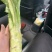 四川绵阳棒菜。圆叶棒菜。花叶棒菜。肉长无斑
