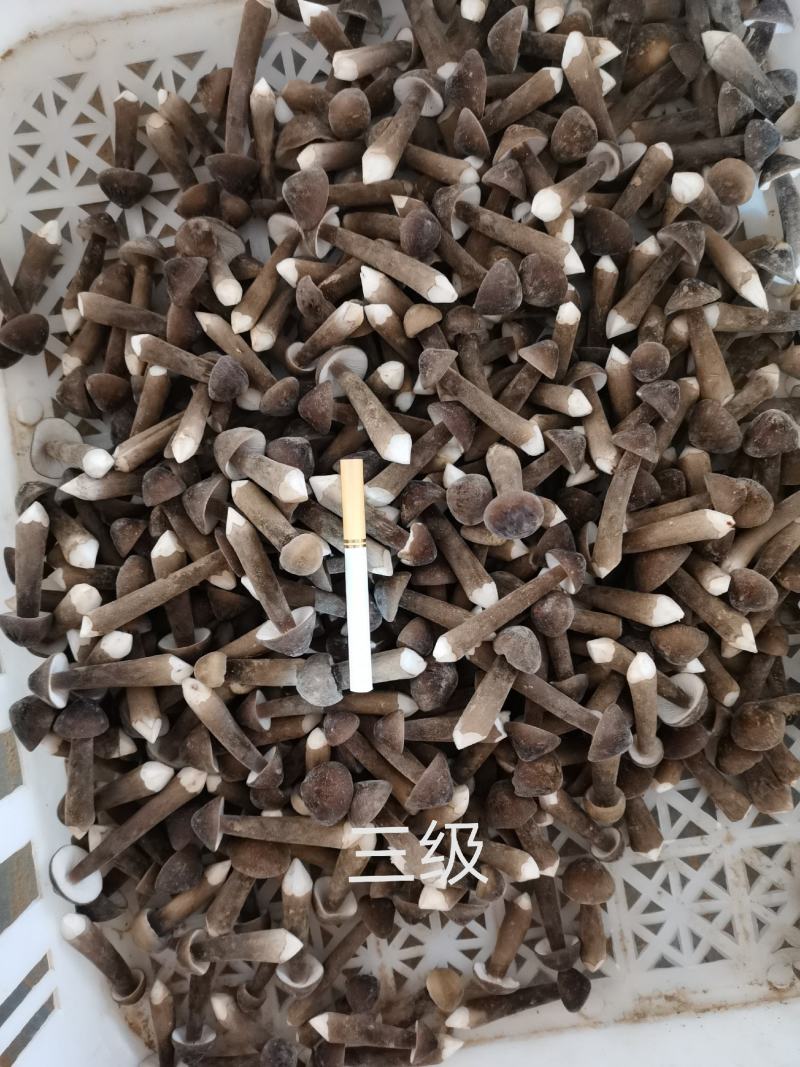 黑皮鸡枞菌鲜品，黑皮鸡枞菌菌包