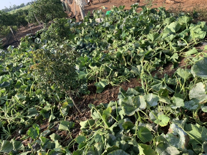 精品板栗南瓜贝贝南瓜基地直发代收商超大量供应