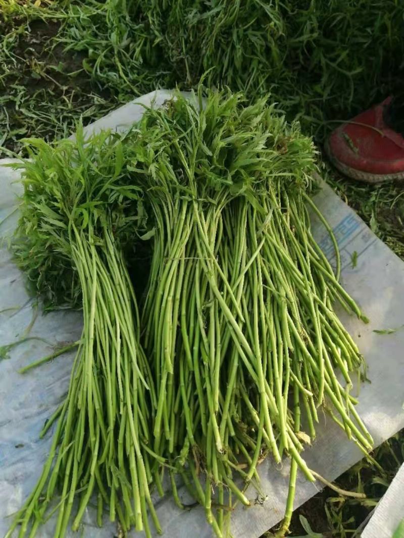 青毛芦蒿，万亩基地大量上市，物美价廉，品质保证，诚信为本