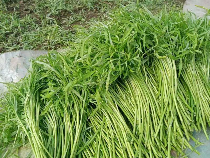 青毛芦蒿，万亩基地大量上市，物美价廉，品质保证，诚信为本