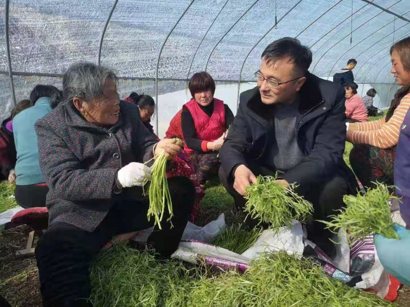 青毛芦蒿，万亩基地大量上市，物美价廉，品质保证，诚信为本