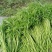 青毛芦蒿，万亩基地大量上市，物美价廉，品质保证，诚信为本