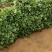 陕西香菜叶菜类菜茎干粗叶片绿香味浓量大优惠品质保证