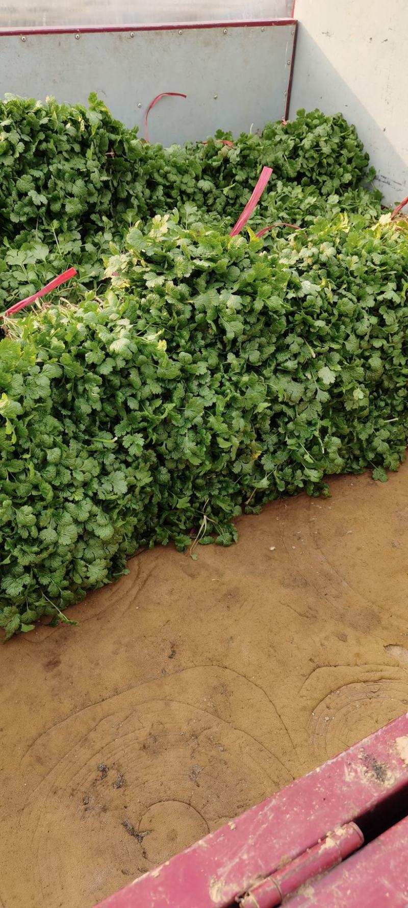 陕西香菜叶菜类菜茎干粗叶片绿香味浓量大优惠品质保证